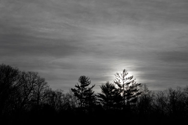 Morning Sun Through The Pines