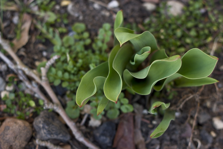 Sprout