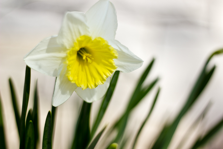 Daffodil